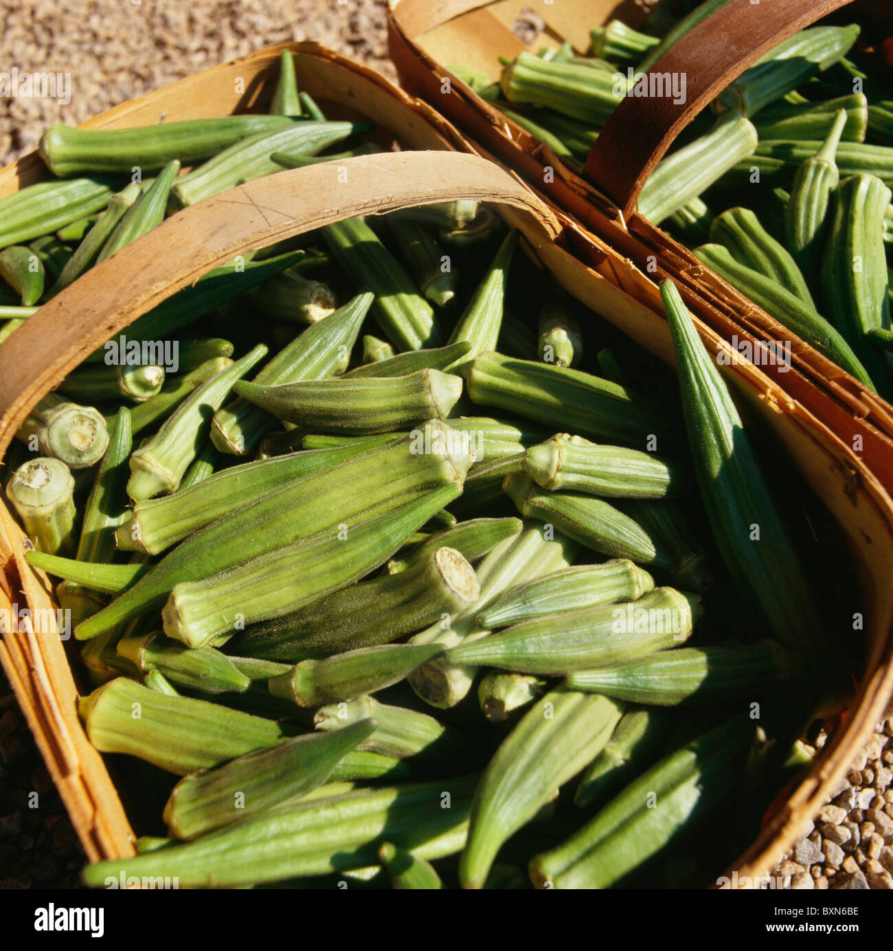 Paniers de OKRA / HABERSHAM Comté (Géorgie) Banque D'Images