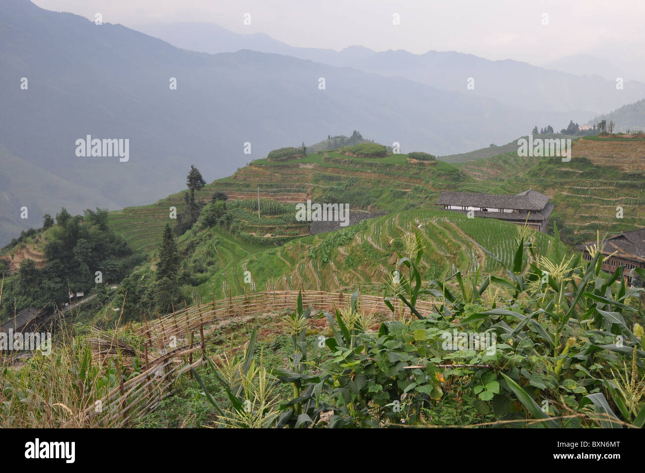 Les bâtiments en bois dans un magnifique paysage à Longji Terrasse de riz, le sud de la Chine Banque D'Images