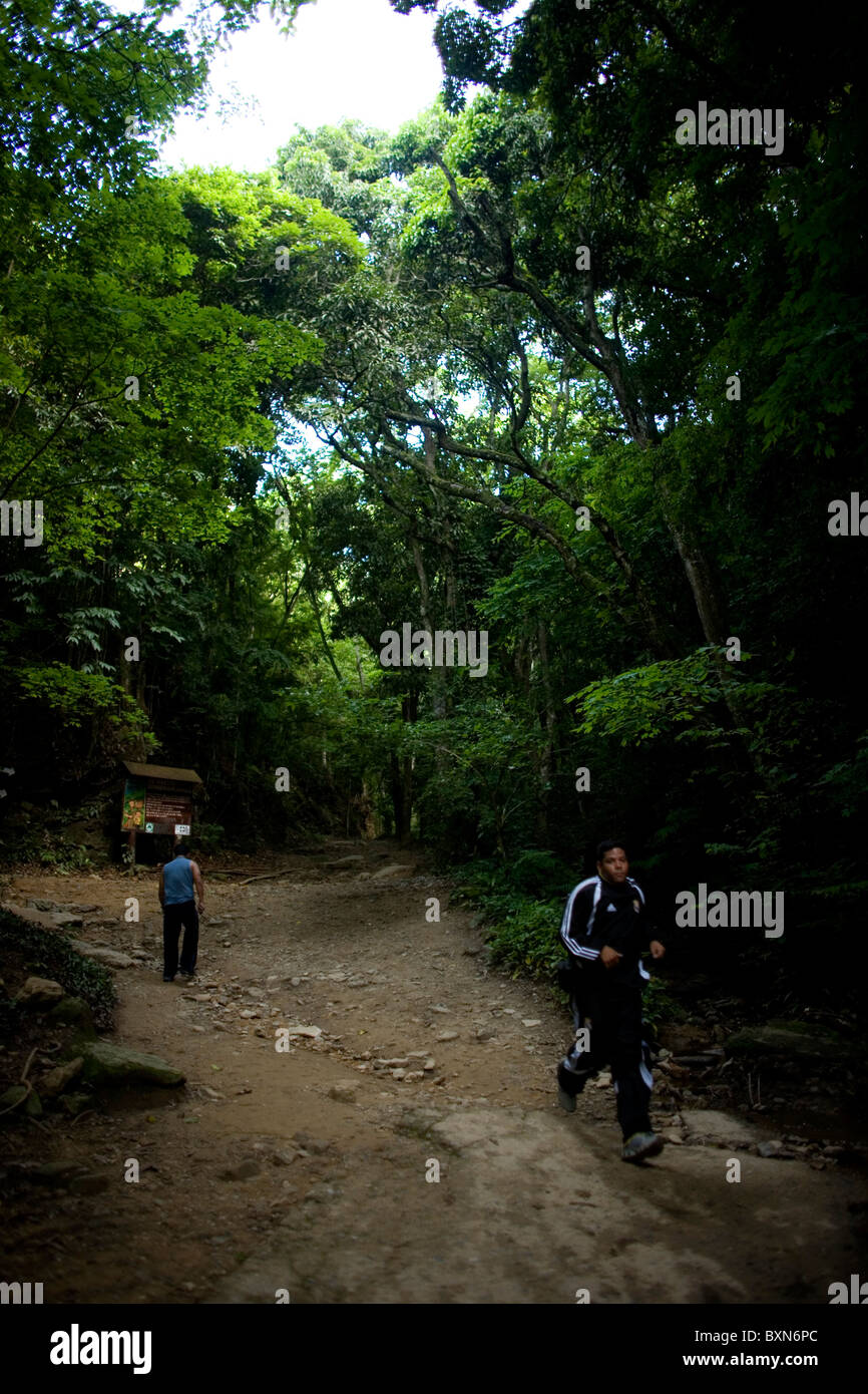 Un homme marche dans un chemin dans le parc national du mont Avila à Caracas, Venezuela, le 23 juillet 2008. Banque D'Images