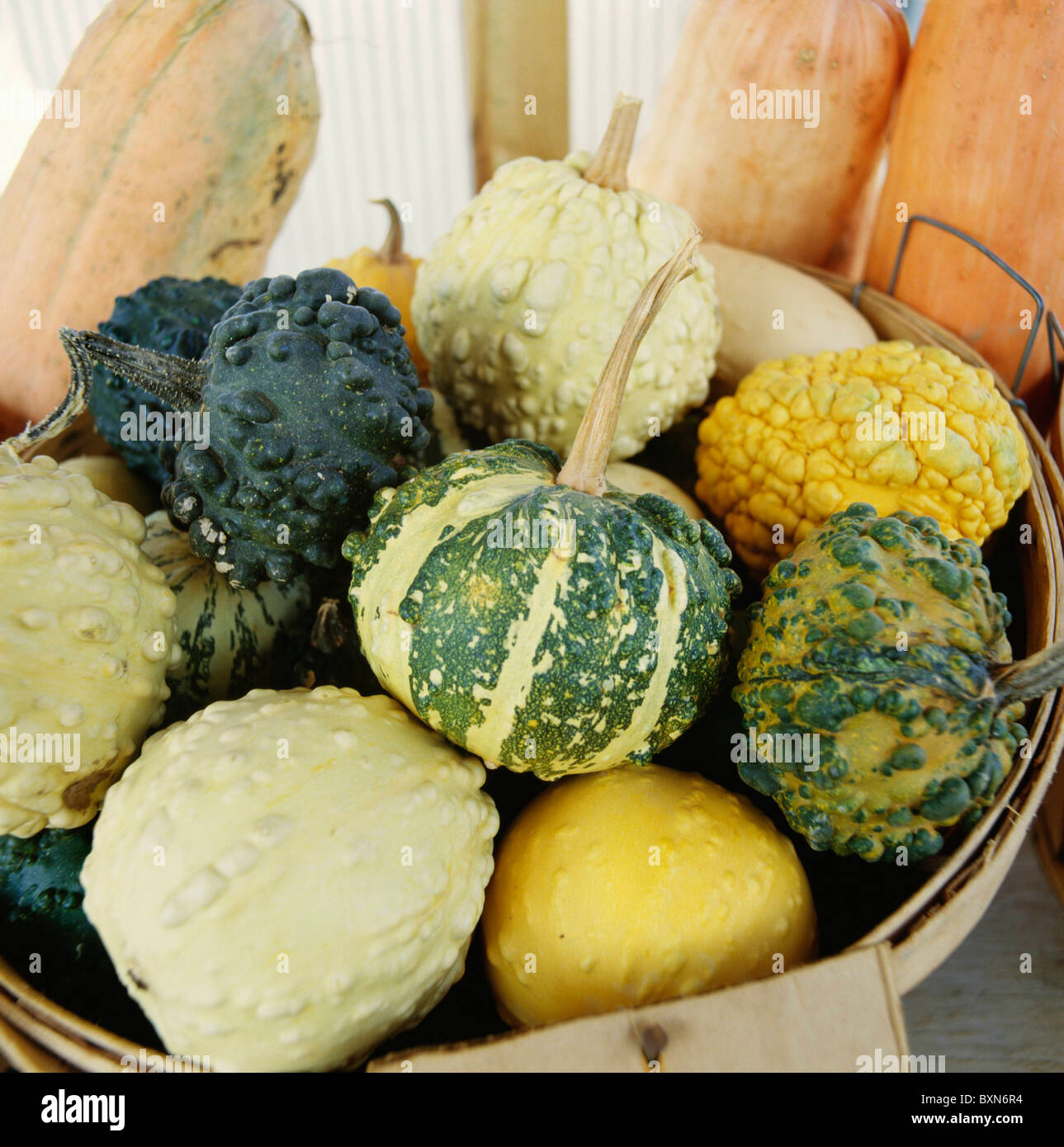 Un panier de courges décoratives AU STAND DE LÉGUMES HABERSHAM. HABERSHAM Comté (Géorgie) Banque D'Images