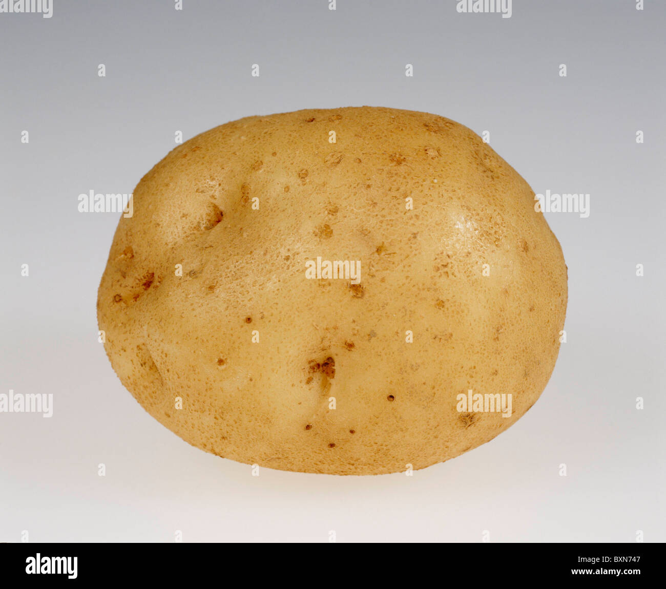 Pomme de terre, Solanum tuberosum (Irish Cobbler) un favori pour l'écrémage et la friture, lisse la peau blanche, facile à peler STUDIO JARDIN Banque D'Images