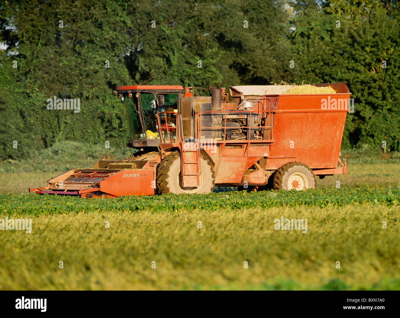 La récolte de haricots jaunes BYRON 9400 HARVESTER AVEC DUMP PANIER MOUNT MORRIS, NEW YORK Banque D'Images