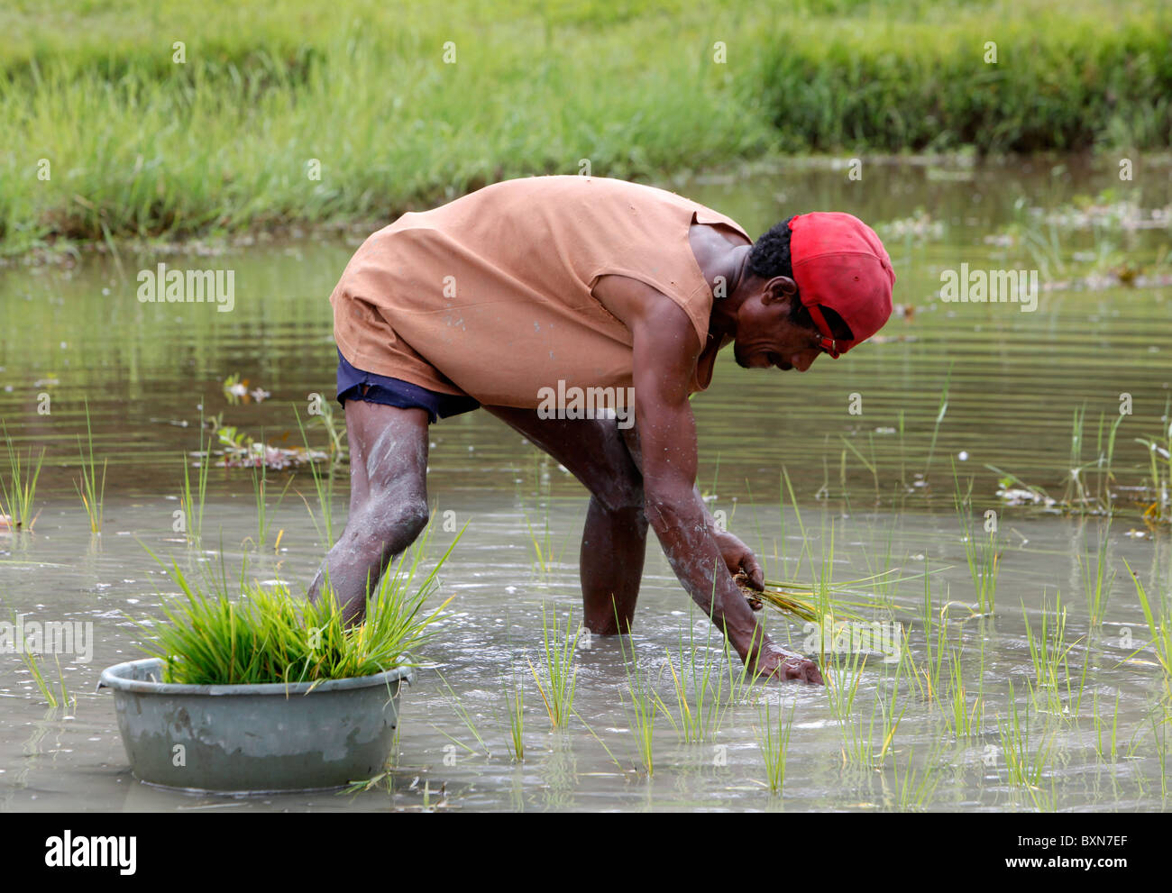 La plantation d'agriculteurs riz dans une rizière au Timor-Leste (Timor oriental) Banque D'Images