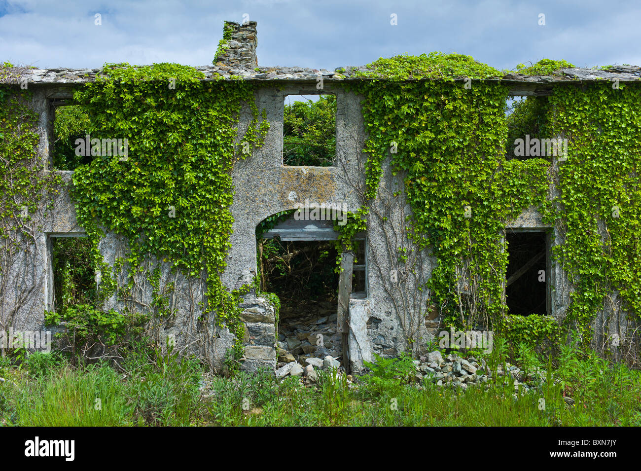 Maison en ruine abandonné dans le besoin de rénovation, couverte de lierre et autres plantes grimpantes en Co Wexford, Irlande Banque D'Images