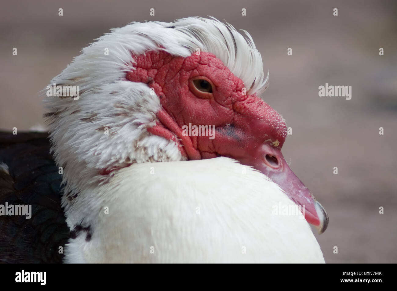 Portrait d'un mâle canard de Barbarie (Cairina moschata) Banque D'Images