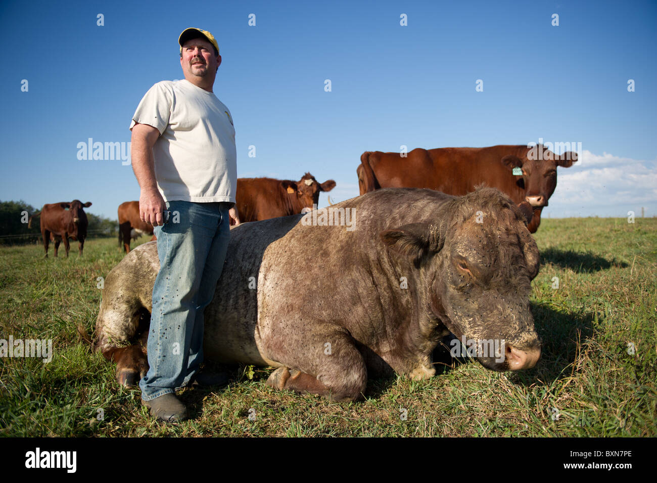 Dave McElhaney, Grazer, shorthorn bovin , PA Hookstown Banque D'Images