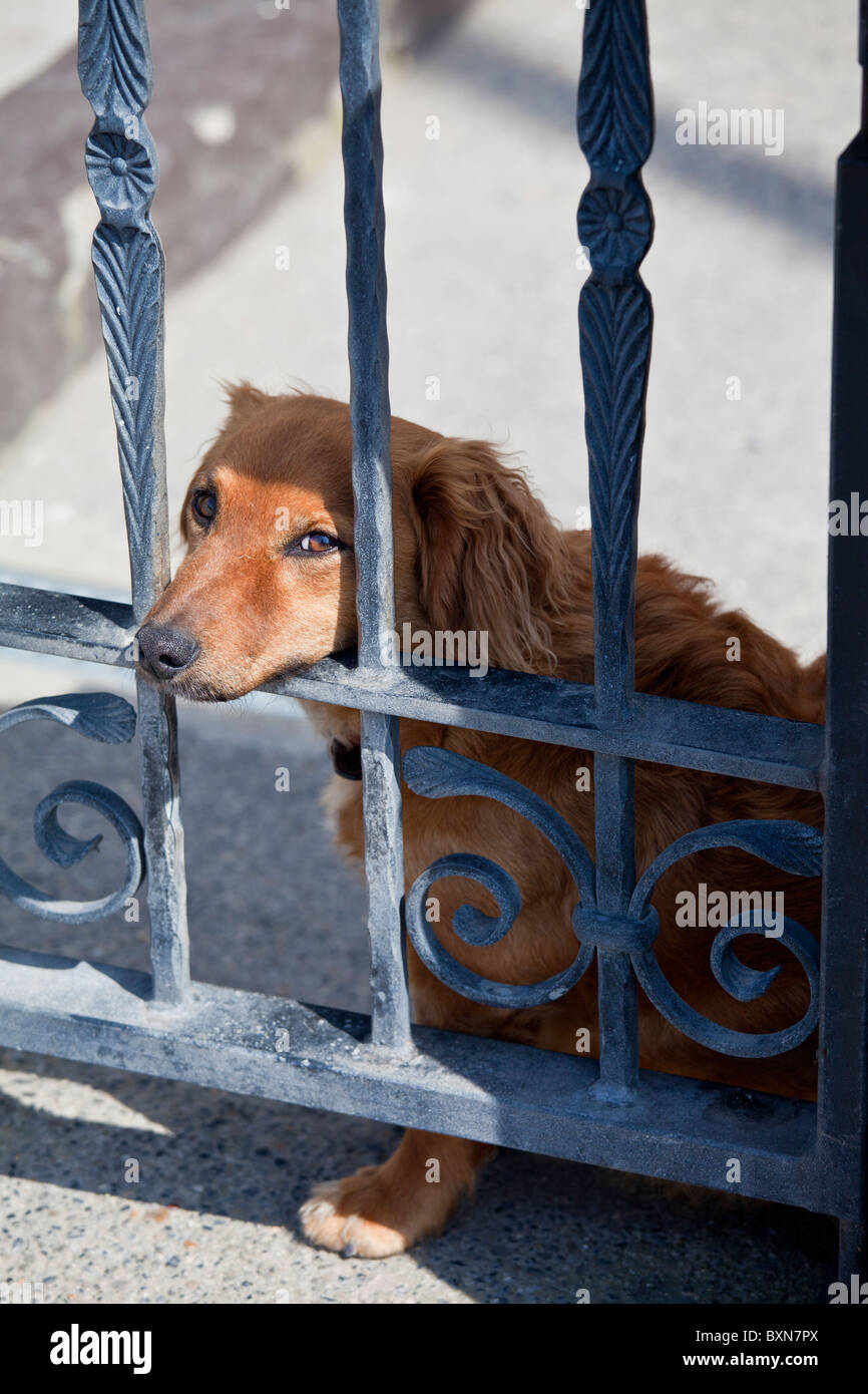 Friendly chien de protection, un mignon teckel, repose sur l'entrée de Ballyhack, comté de Wexford, Irlande du Sud Banque D'Images