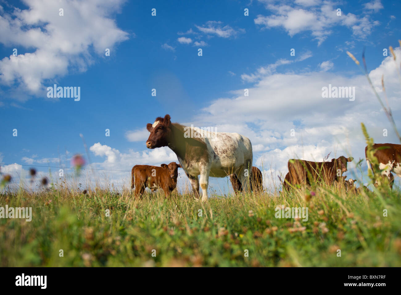 Les bovins en PA, Hookstown Banque D'Images