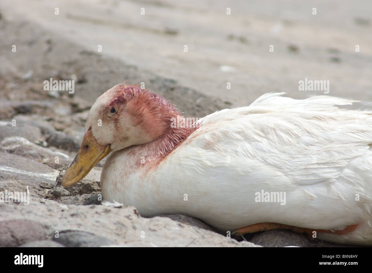 Canard femelle battu à la suite de l'accouplement (le mâle mord le cou) Banque D'Images