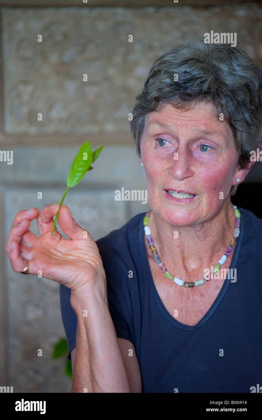 La plantation de thé, d''Kiambethu ferme, Nairobi, Kenya Banque D'Images