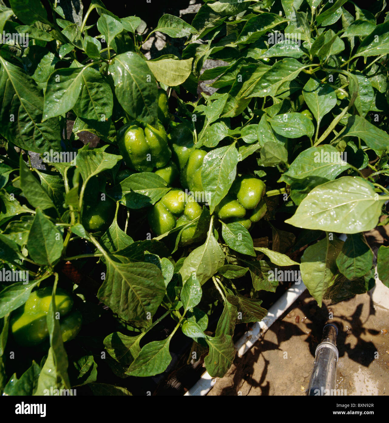 Poivrons doux SUR LA PLANTE / HABERSHAM Comté (Géorgie) Banque D'Images
