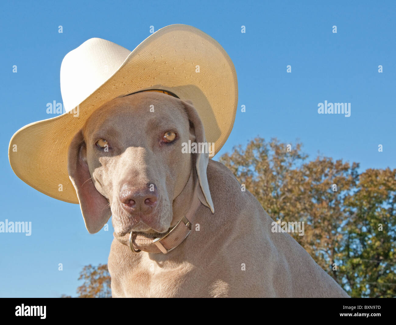 Image d'humour d'un braque de chien avec un chapeau de cowboy contre un  ciel bleu Photo Stock - Alamy