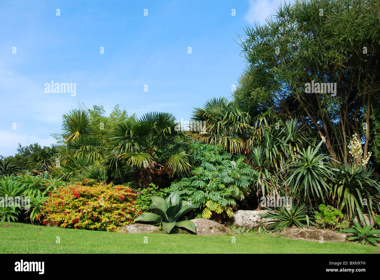 Une frontière sous-tropical à Trebah gardens près de Falmouth en Cornouailles, Royaume-Uni Banque D'Images