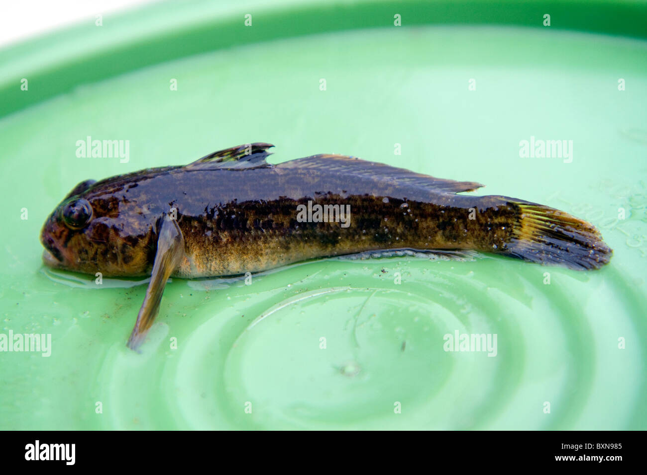 Le gobie est un poisson d'eau douce Espèces envahissantes répertoriées dans les Grands lacs du nord-est de l'Amérique. Banque D'Images