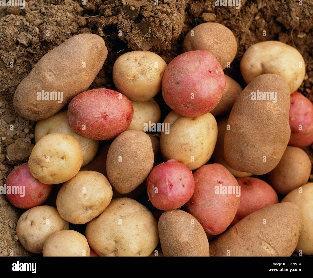 Pommes de terre (Solanum tuberosum) RED PONTIAC, NORGOLD RUSSET ET IRISH COBBLER / STUDIO Banque D'Images