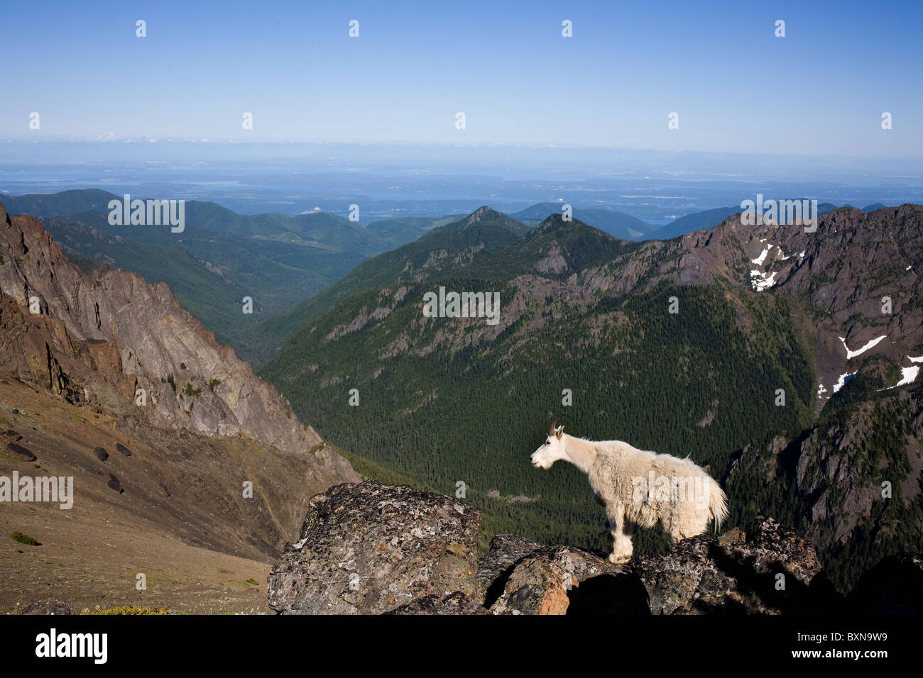 Chèvre de montagne Oreamnos americanus, Buckhorn Mountain Wilderness Olympic National Forest Washington USA par Larry Mishkar/Dembinsky photo Assoc Banque D'Images