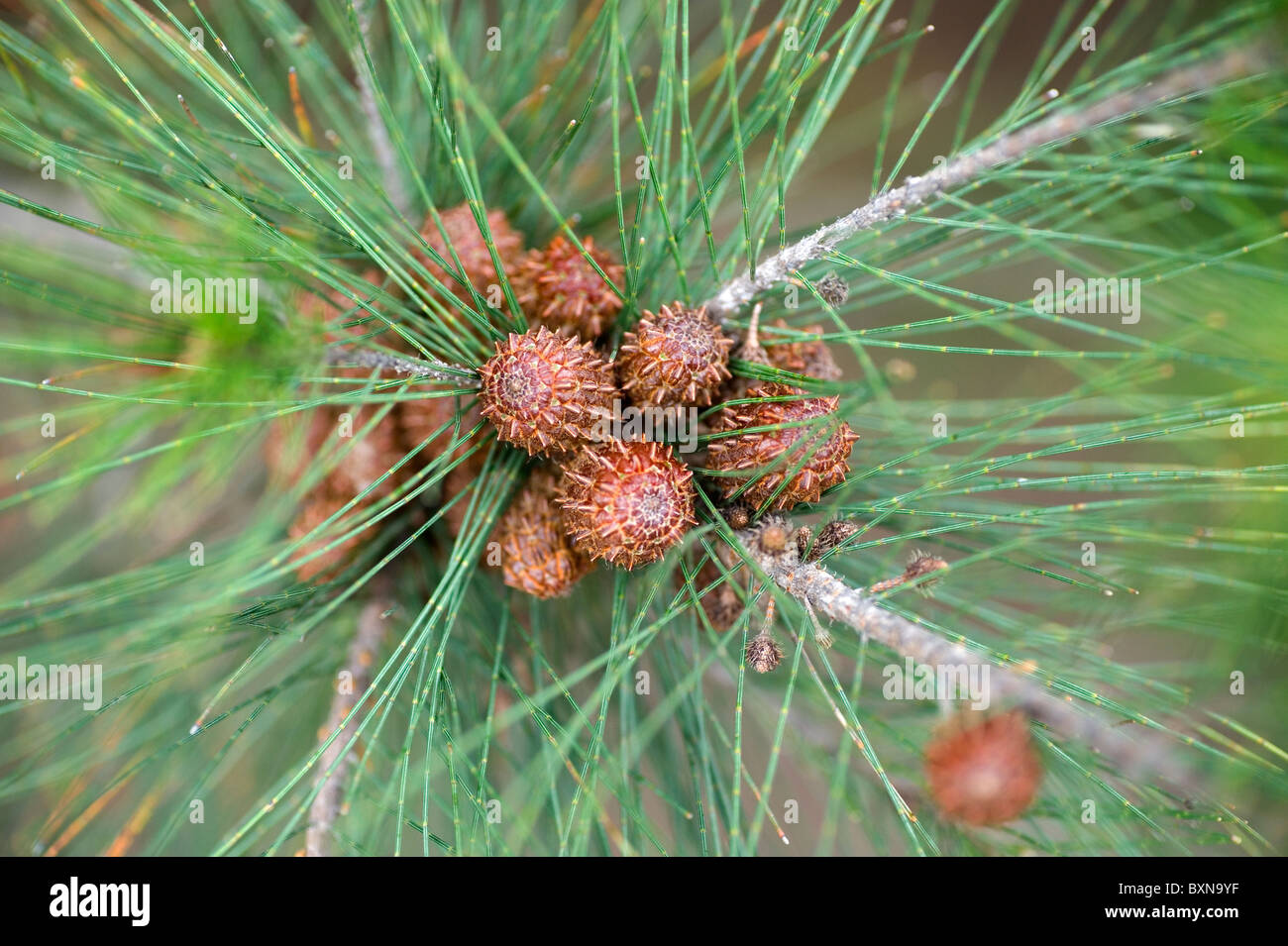 Elle Sheoak Allocasuarina littoralis chêne noir Banque D'Images