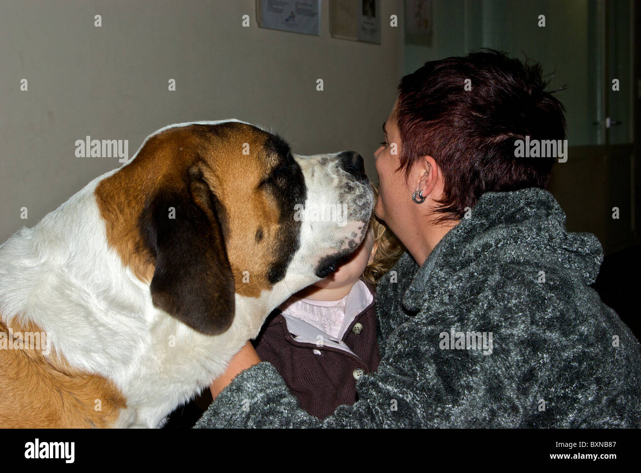 Grand Saint Bernard chien léchant visage femme enfant au chenil musée Martigny Valais Suisse Banque D'Images