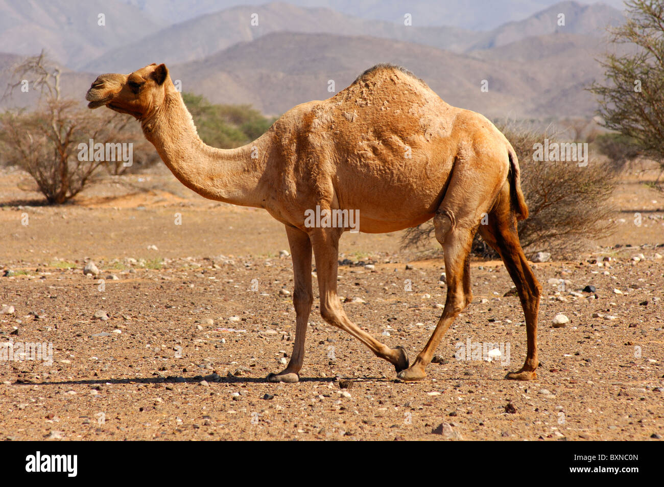 Semi-sauvages Dromadaire (Camelus dromedarius) ou chameau d'Arabie, dans l'habitat naturel d'une zone semi-désertique, Sultanat d'Oman Banque D'Images