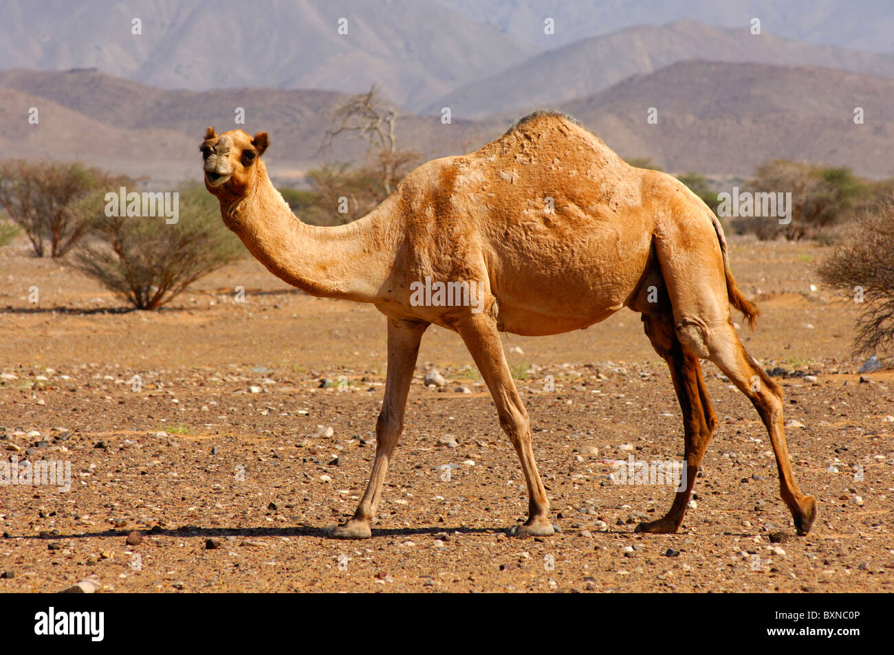 Semi-sauvages Dromadaire (Camelus dromedarius) ou chameau d'Arabie, l'itinérance dans l'habitat naturel d'une zone semi-désertique, Sultanat d'O Banque D'Images