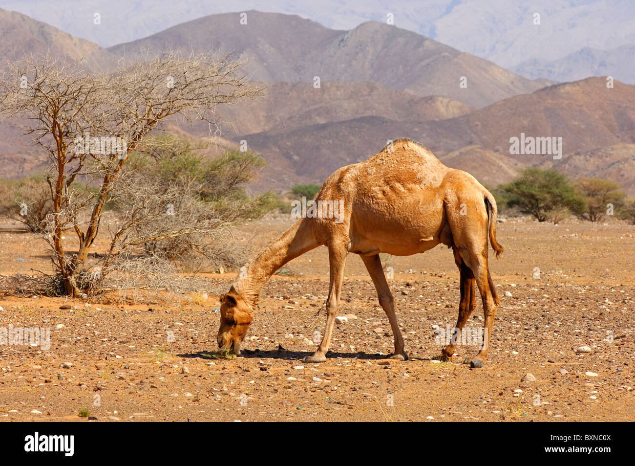 Semi-sauvages Dromadaire (Camelus dromedarius) ou chameau d'Arabie, de nourriture dans une zone semi-désertique, Sultanat d'Oman Banque D'Images