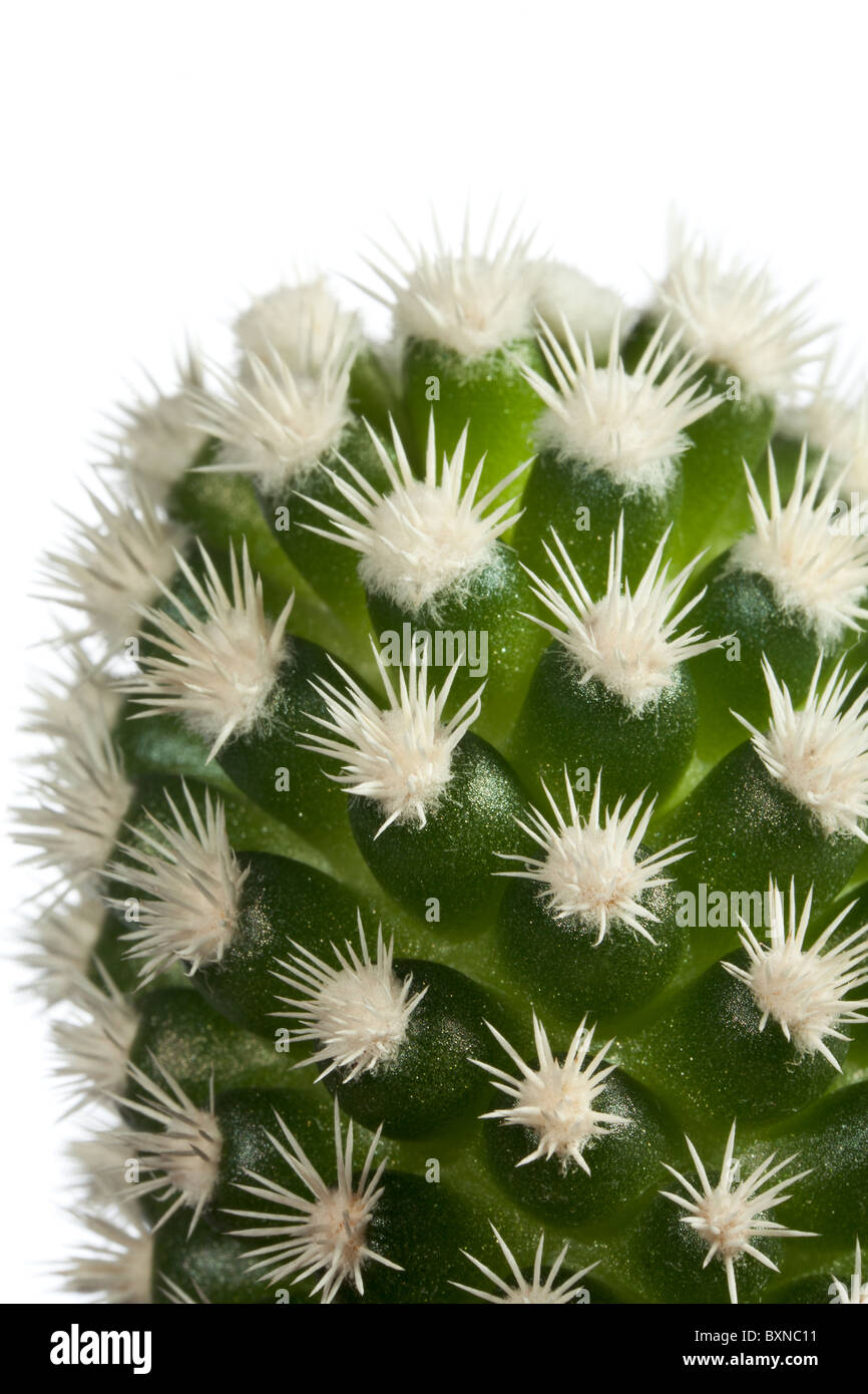 Close-up de l'épine de cactus de présenter le modèle Banque D'Images