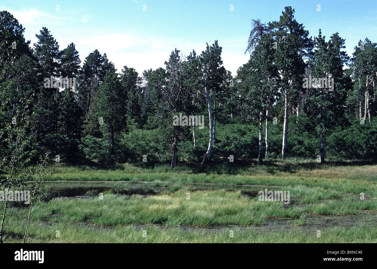 Groenland Lake, North Rim, le Parc National du Grand Canyon, Arizona. USA Banque D'Images