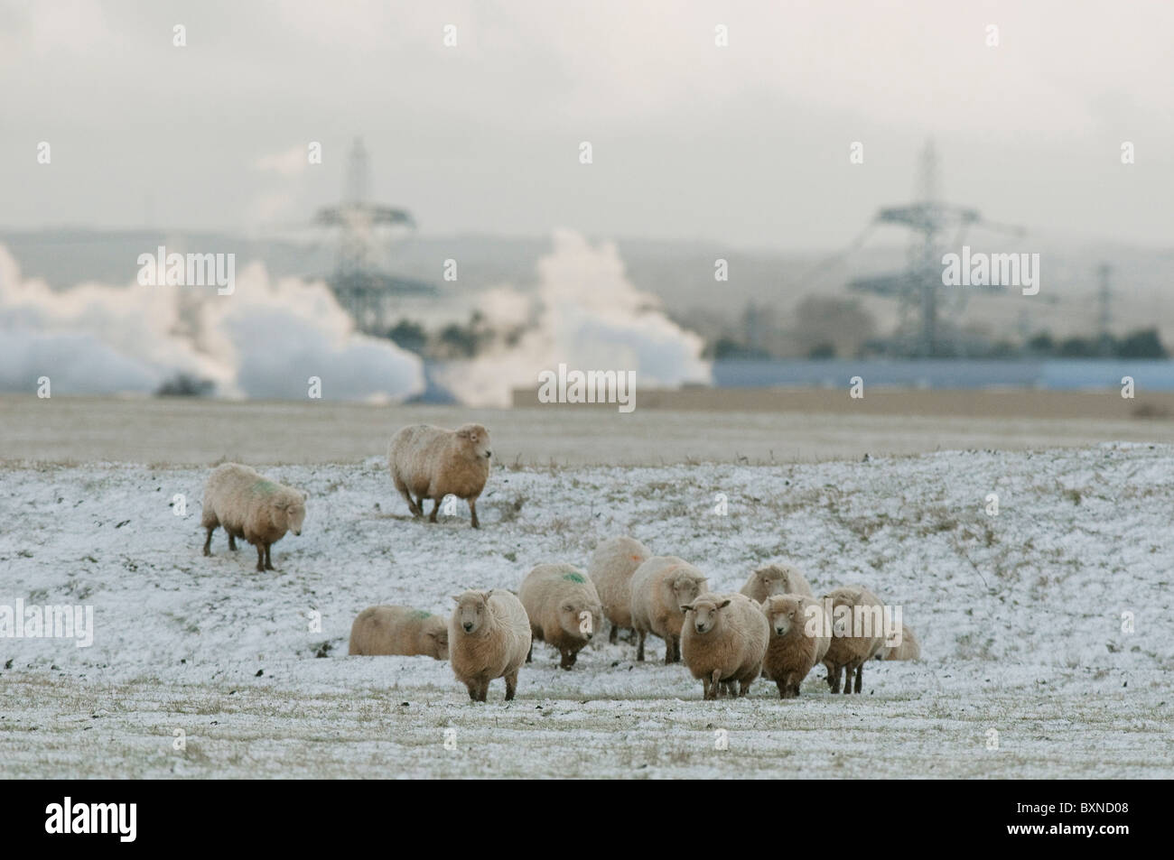 Le mouton domestique (Ovis ammon aries). Moutons Romney walking in snow avec l'industrie en arrière-plan, Elmley Marais. Banque D'Images