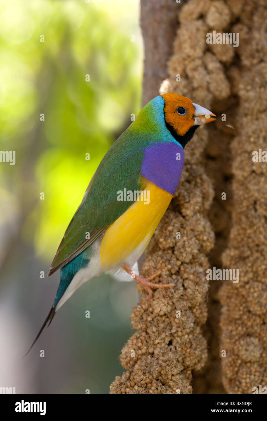 Lady Gouldian Finch colorées perchées dans un arbre Banque D'Images