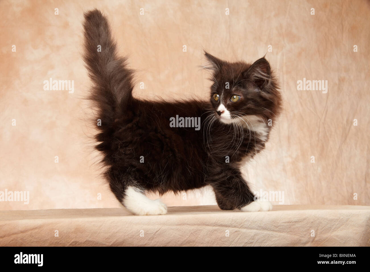 Chaton Maine Coon Avec Queue Qui Le Essex Angleterre Royaume Uni Photo Stock Alamy