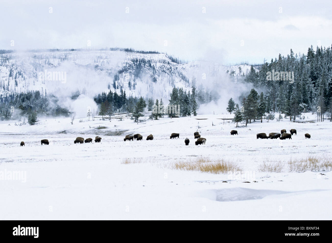 Troupeau de bisons Bison alimentation permanent dans la neige profonde dans le milieu de l'hiver avec de nombreux évents à vapeur aller dans l'arrière-plan Banque D'Images