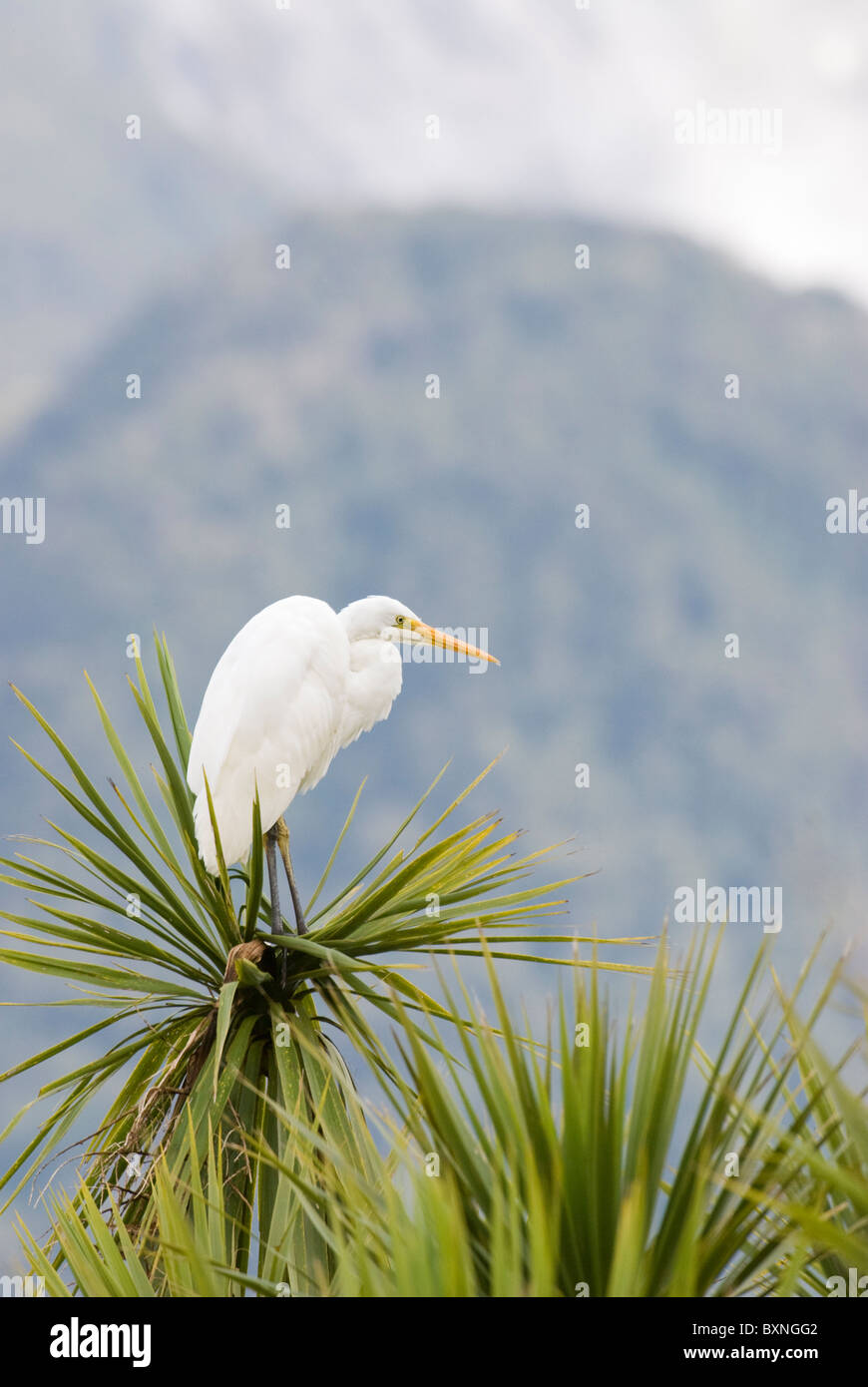 Grand héron blanc / Grande Aigrette assis dans un arbre de chou. Le Parc National de Fiordland, Nouvelle-Zélande Banque D'Images