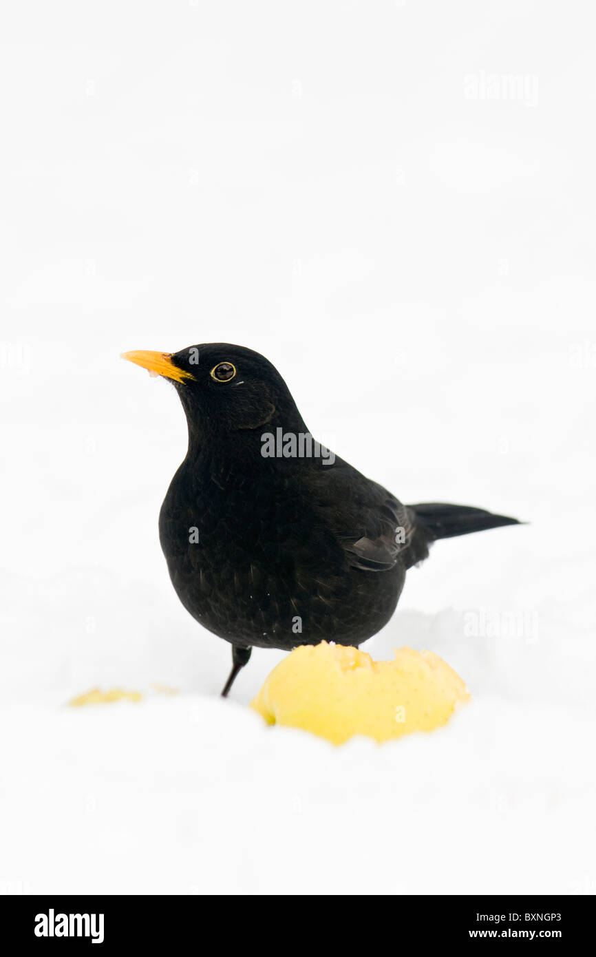 Blackbird mâle se nourrissant de pommes dans la neige Banque D'Images