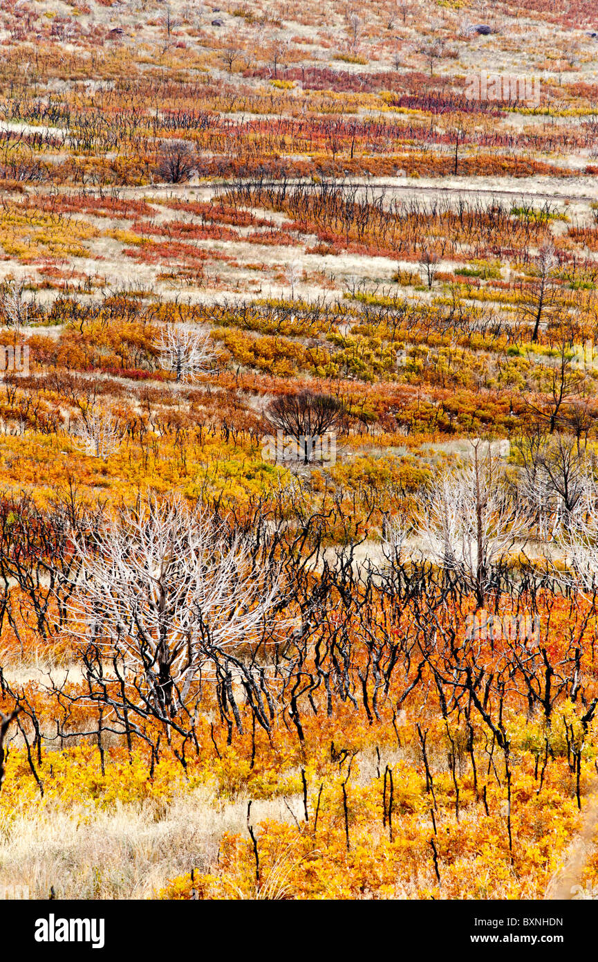 Les couleurs de l'automne ou à l'automne - La Sal Mountain Road près de Moab Utah USA arbres morts et branches montrent des signes d'un récent feu de forêt Banque D'Images