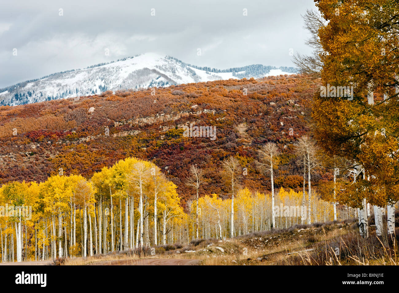Les couleurs de l'automne ou à l'automne - La Sal Mountain Road près de Moab Utah USA tremble au premier plan Banque D'Images