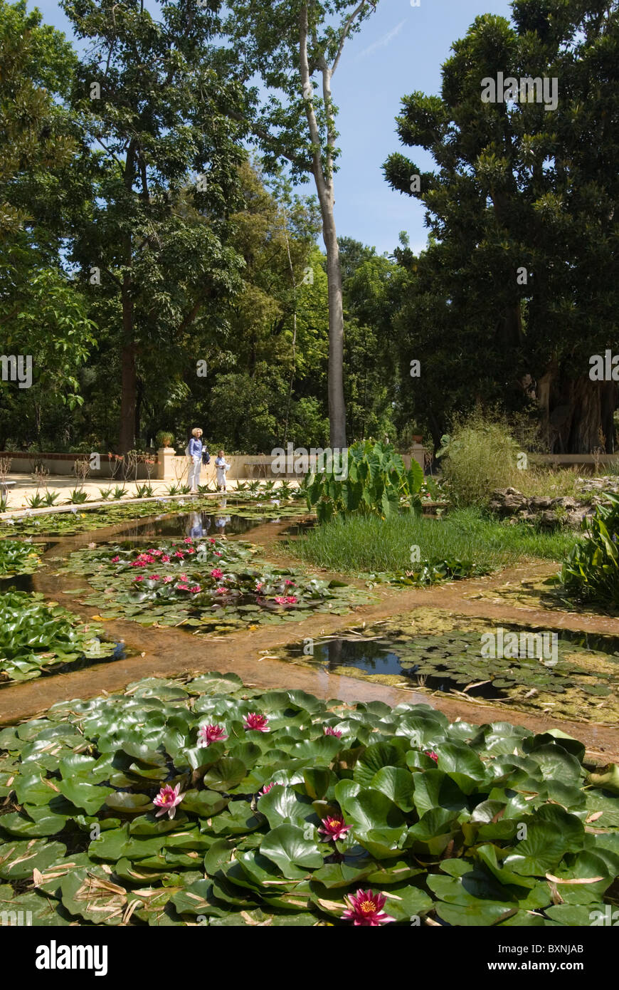 L'étang aux nénuphars dans l'Orto Botanico, Palerme, Sicile, Italie Banque D'Images