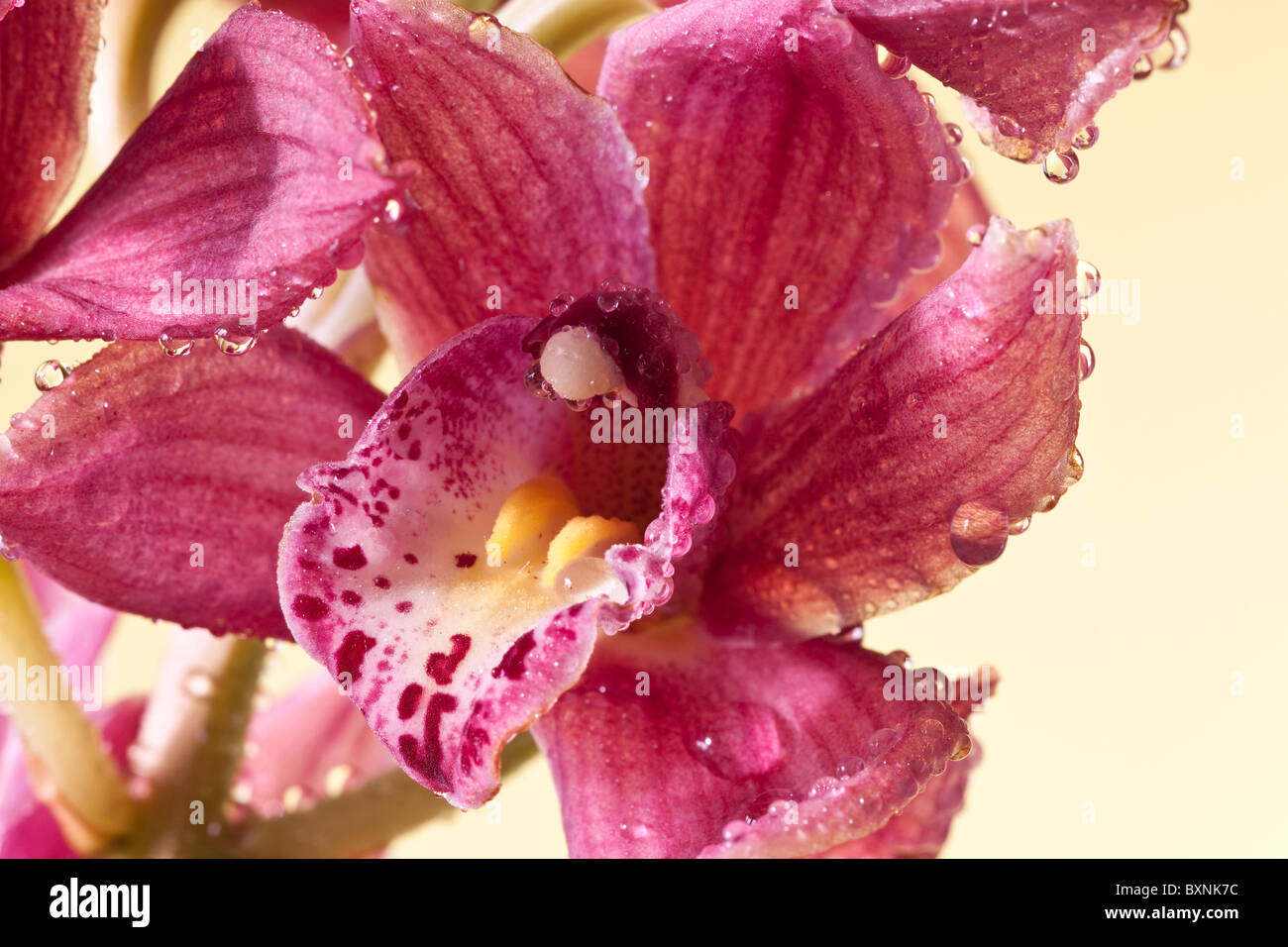 Studio d'orchidée cymbidium rouge Banque D'Images