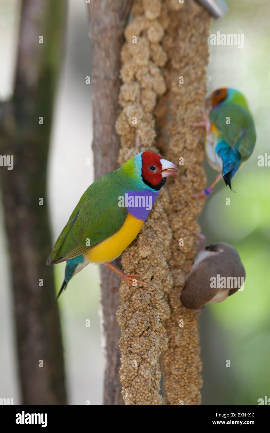 Lady Gouldian Finch colorées perchées dans un arbre Banque D'Images