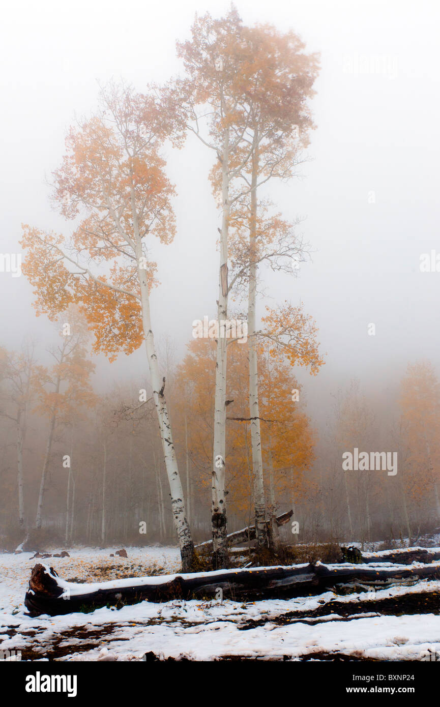Tremble dans la brume prises à la fin de l'automne ou l'automne prises en Montagnes La Sal près de Moab Utah USA Banque D'Images
