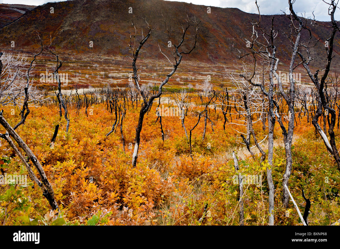 Les couleurs de l'automne ou à l'automne - La Sal Mountain Road près de Moab Utah USA arbres morts et branches montrent des signes d'un récent feu de forêt Banque D'Images