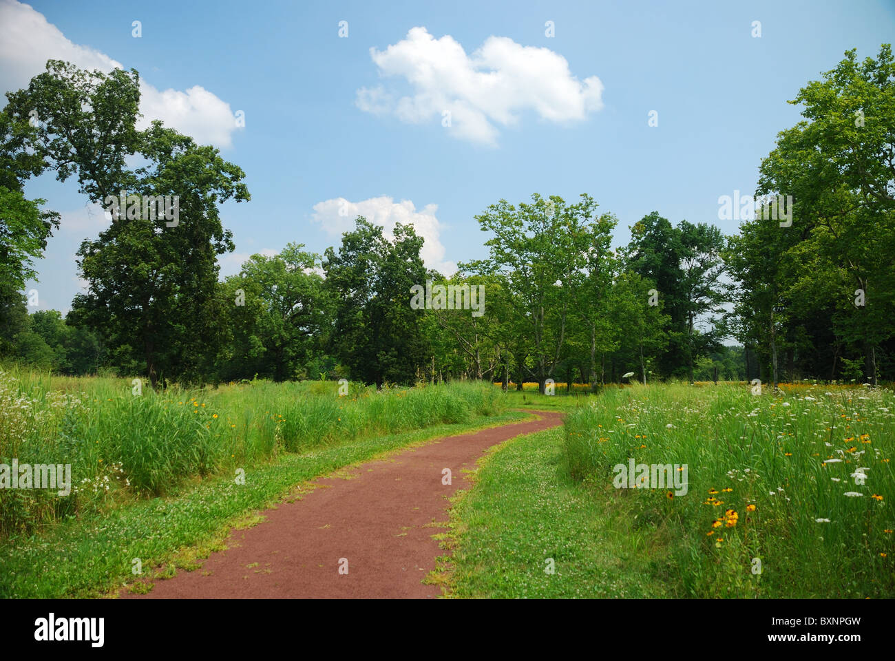 Sentier rural tranquille avec arbres, herbe et bleu ciel nuageux. Banque D'Images