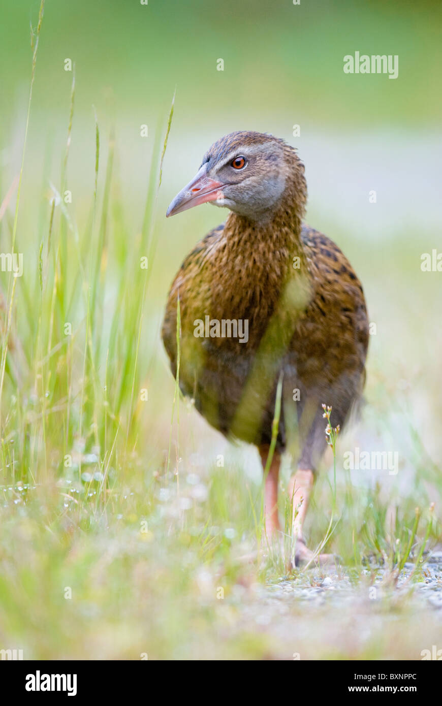 (Gallirallus australis Weka) marcher dans l'herbe. Dunedin, Nouvelle-Zélande Banque D'Images