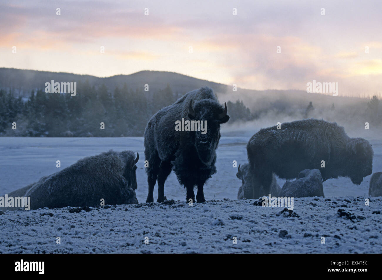 Buffalo Bisons et le gel de la neige plusieurs couverts debout dans la neige près d'un geyser en hiver au lever du soleil Banque D'Images