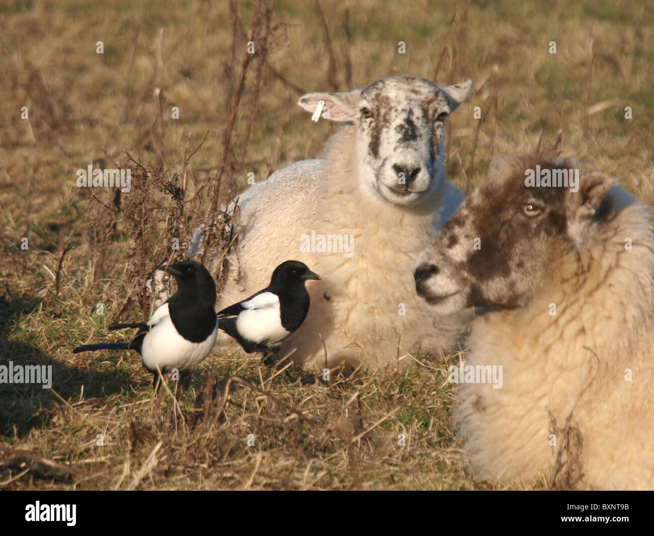 Les pies, Pica pica à l'alimentation à travers les moutons, UK Banque D'Images