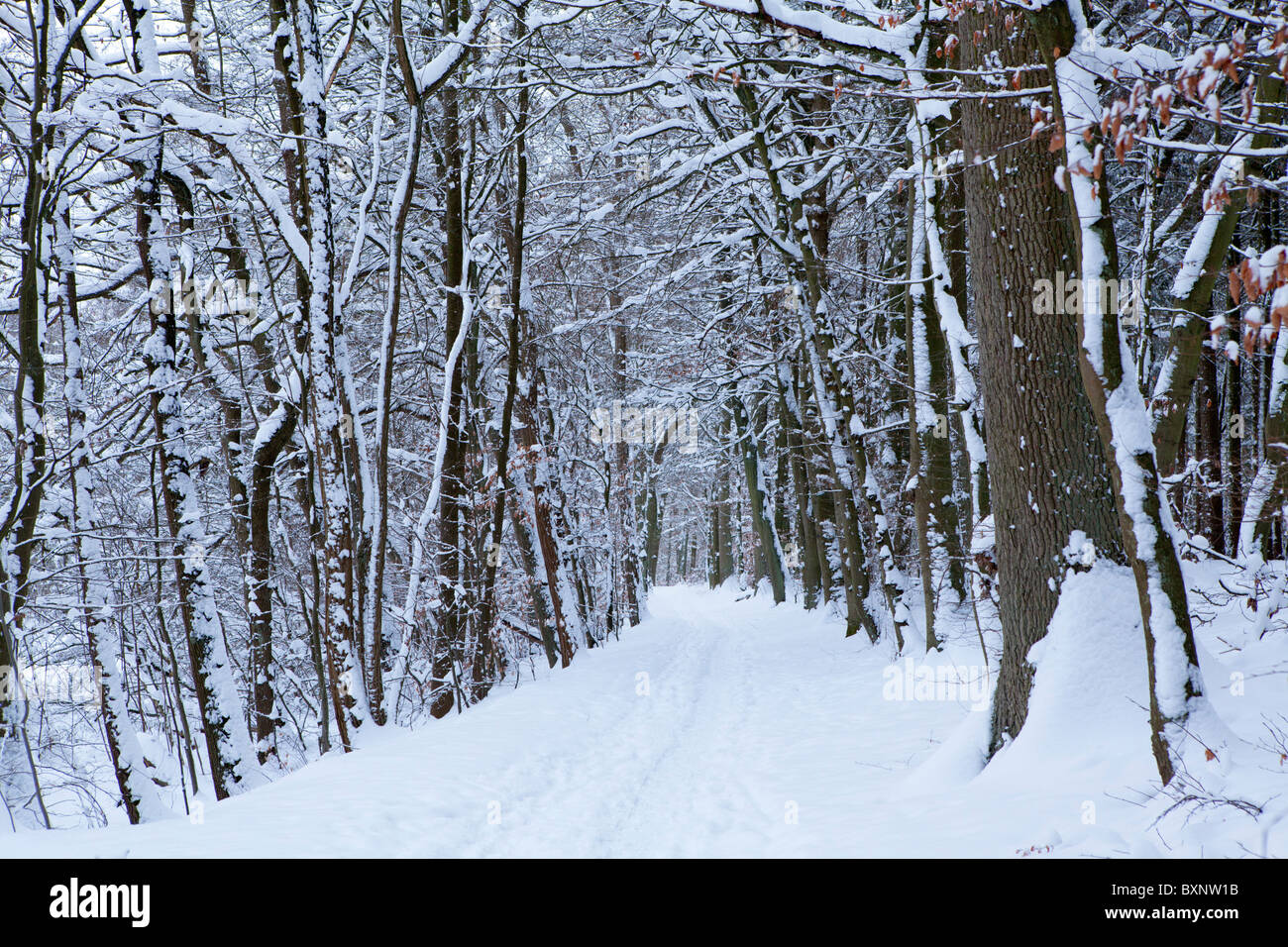 La neige a couvert des arbres dans une forêt, Basse-Saxe, Allemagne du Nord Banque D'Images