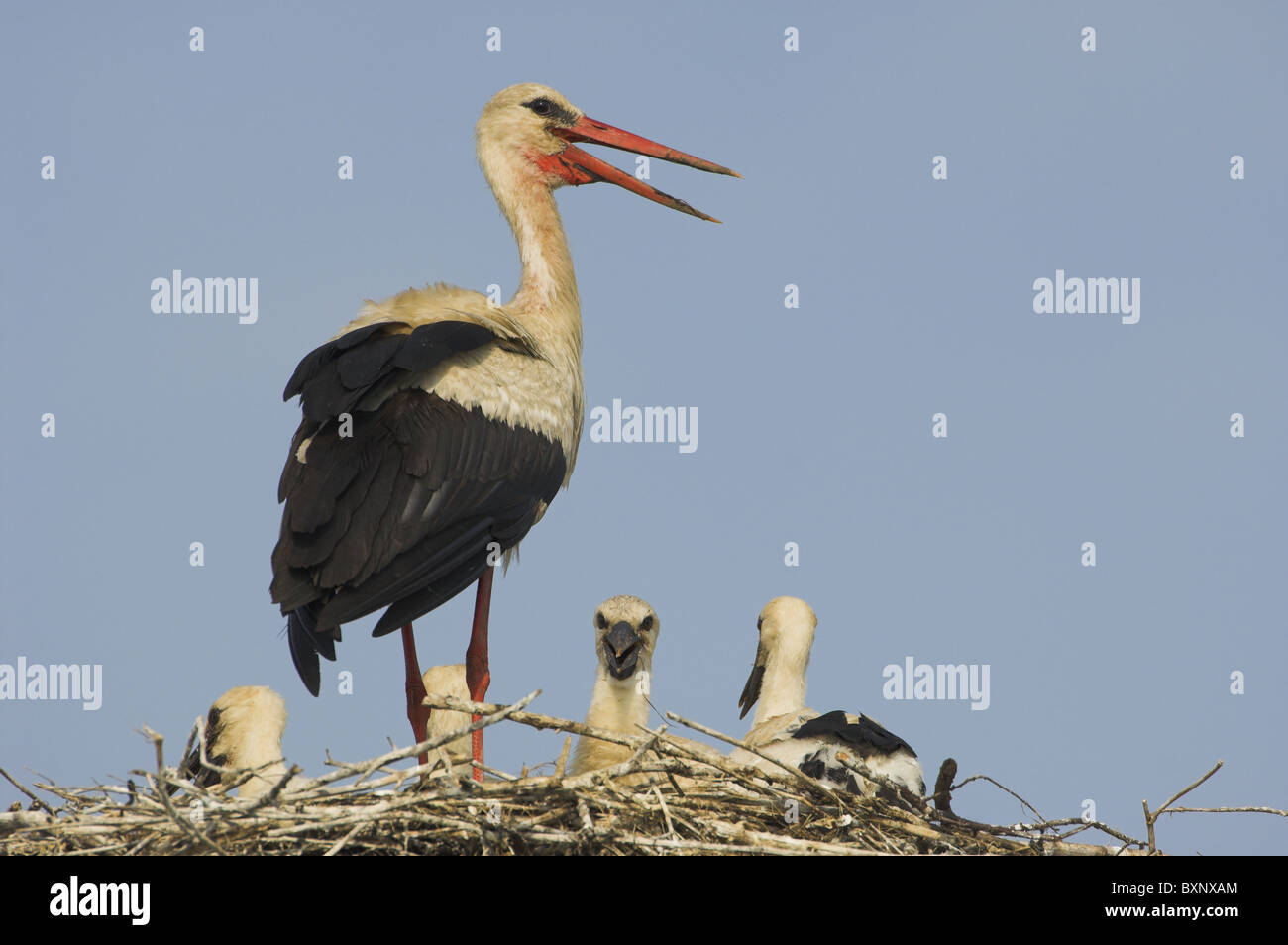 Cigogne Blanche avec l'envol Banque D'Images