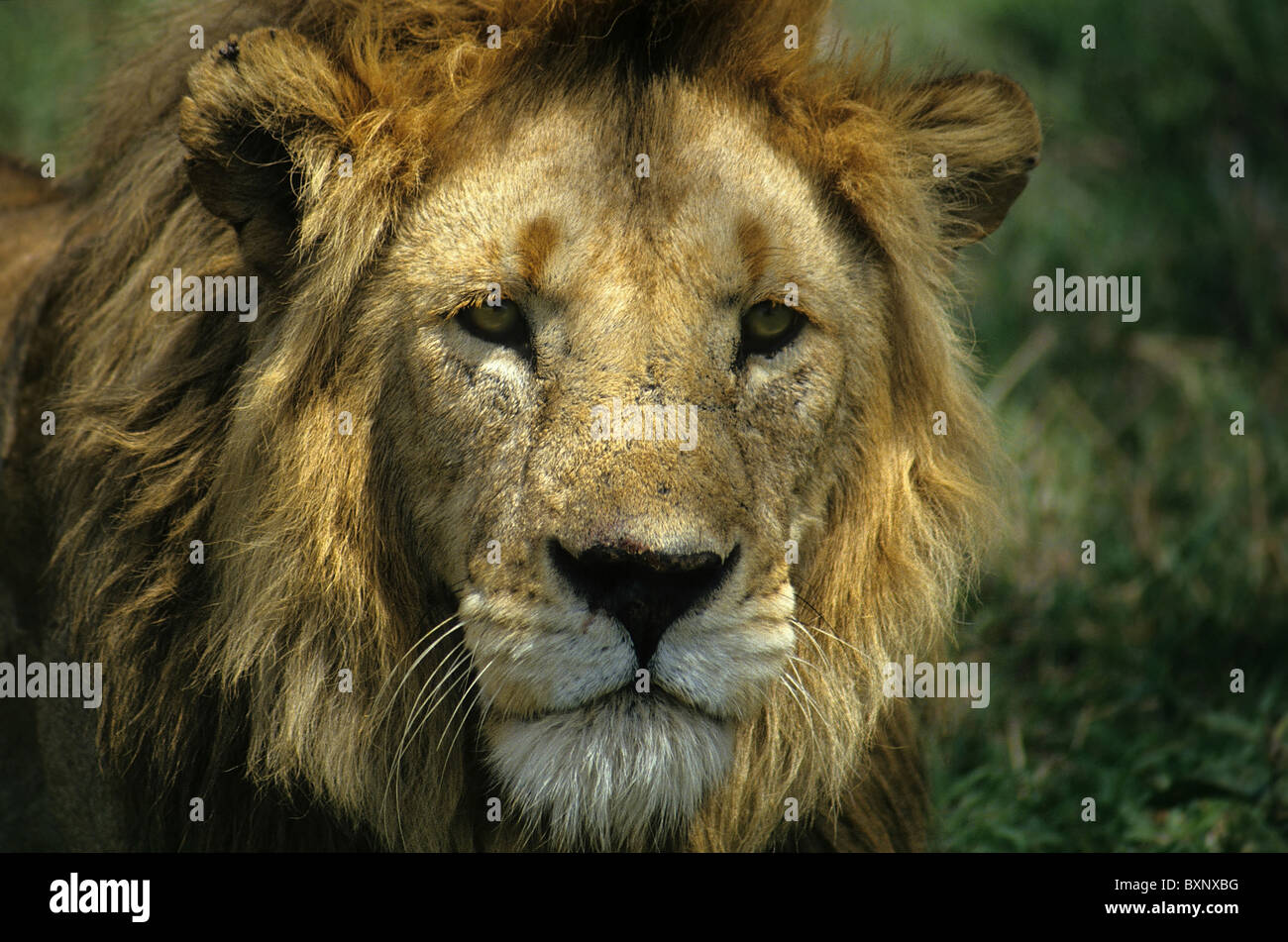 Homme lion portrait Banque D'Images