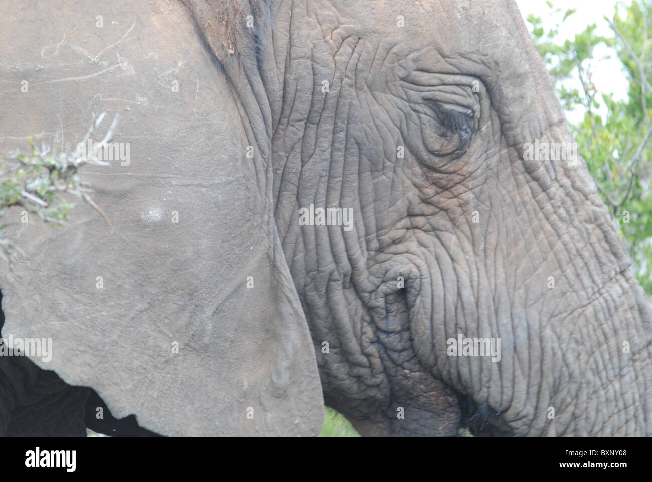Portrait d'un éléphant d'Afrique à Addo Elephant National Park, Afrique du Sud Banque D'Images