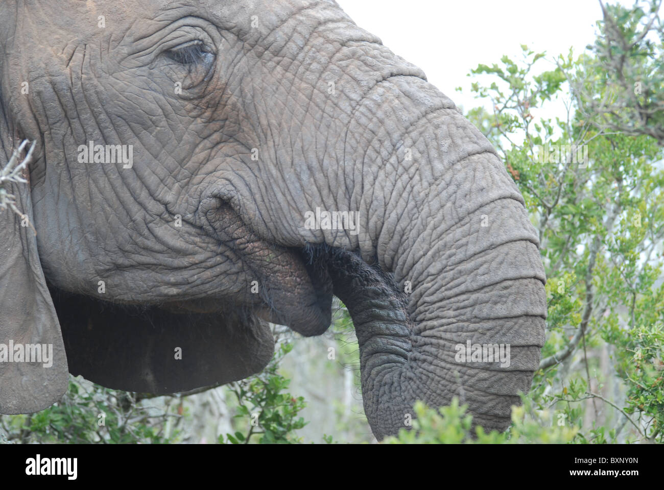 Portrait d'un éléphant d'Afrique à Addo Elephant National Park, Afrique du Sud Banque D'Images