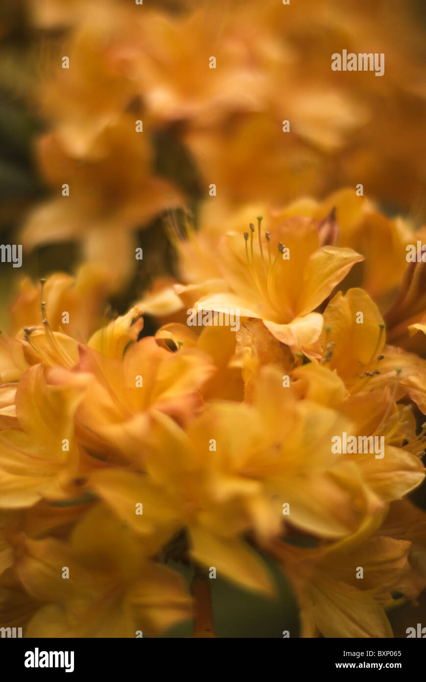 Gros plan d'Azelea fleurs dans le jardin de la colline, Hampstead, Londres Banque D'Images